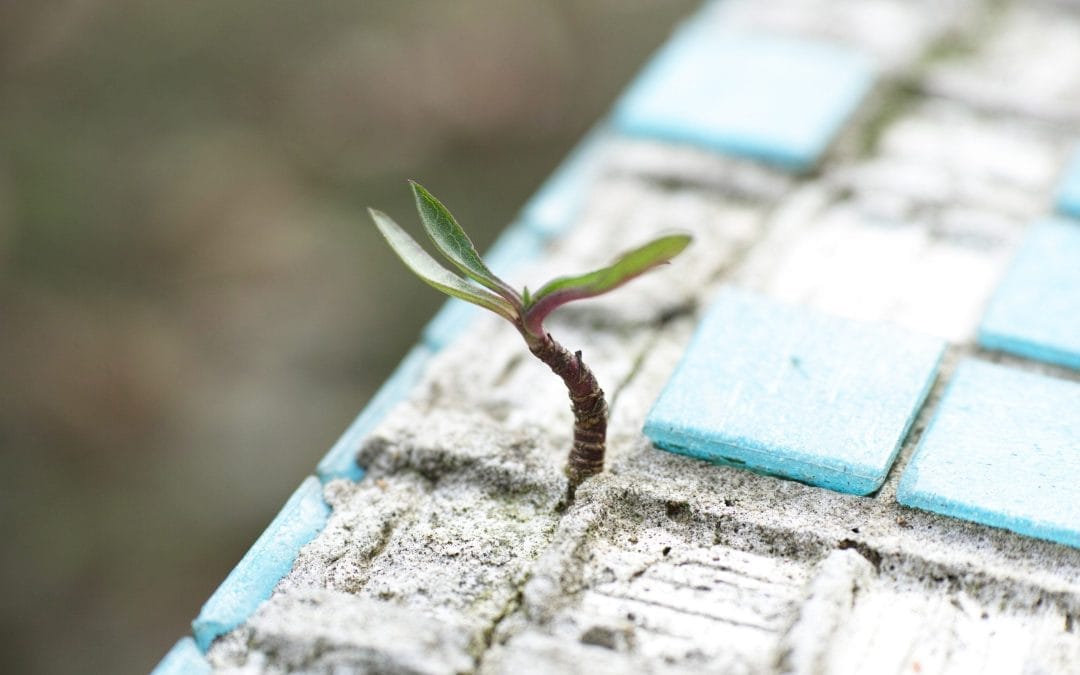 3D Ideas 1045 Growth Part 2