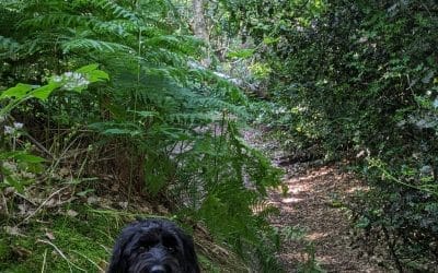 3D Ideas 1065: Walking and Wondering