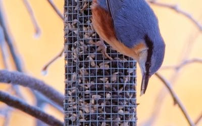 3D Ideas 1082 : The Birds