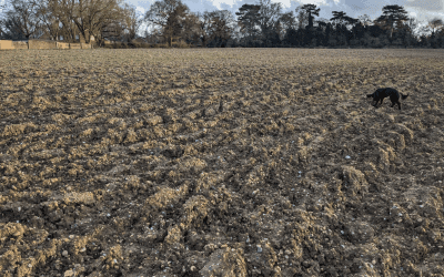 3D Ideas 1089 – The bog