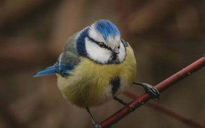 3D Ideas 1115 – The Blue Tits